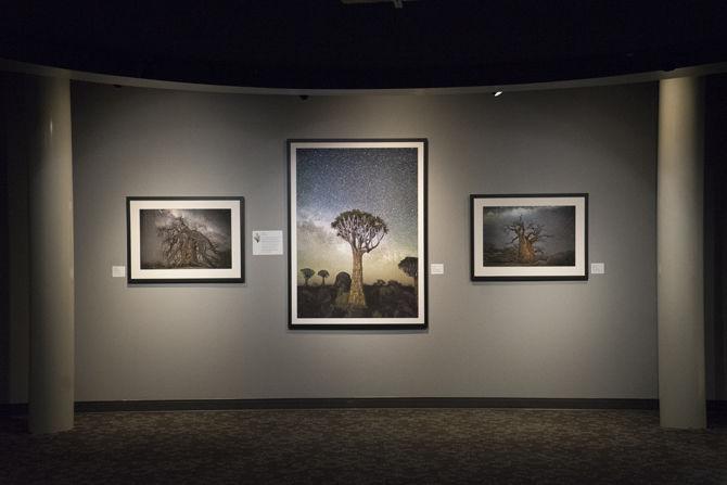 LASM displays Diamond Nights photography exhibit, connects trees to astronomy