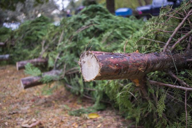 LSU foresters host annual Christmas tree sale fundraiser