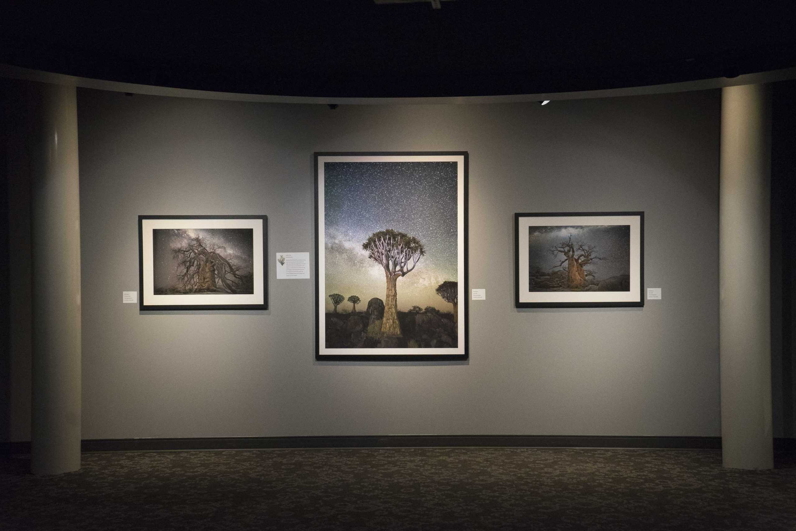 LASM displays Diamond Nights photography exhibit, connects trees to astronomy