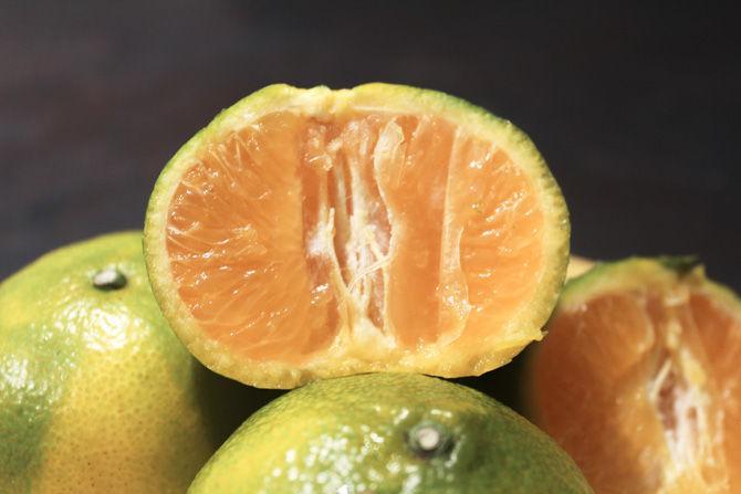 Citrus crops under distress from widespread bacterial disease