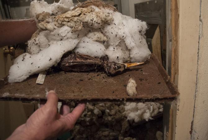 Flesh eating beetles are exposed to a bird carcass for observation in the basement of Foster Hall.