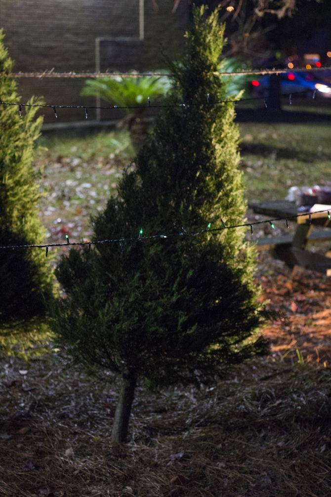 LSU foresters host annual Christmas tree sale fundraiser