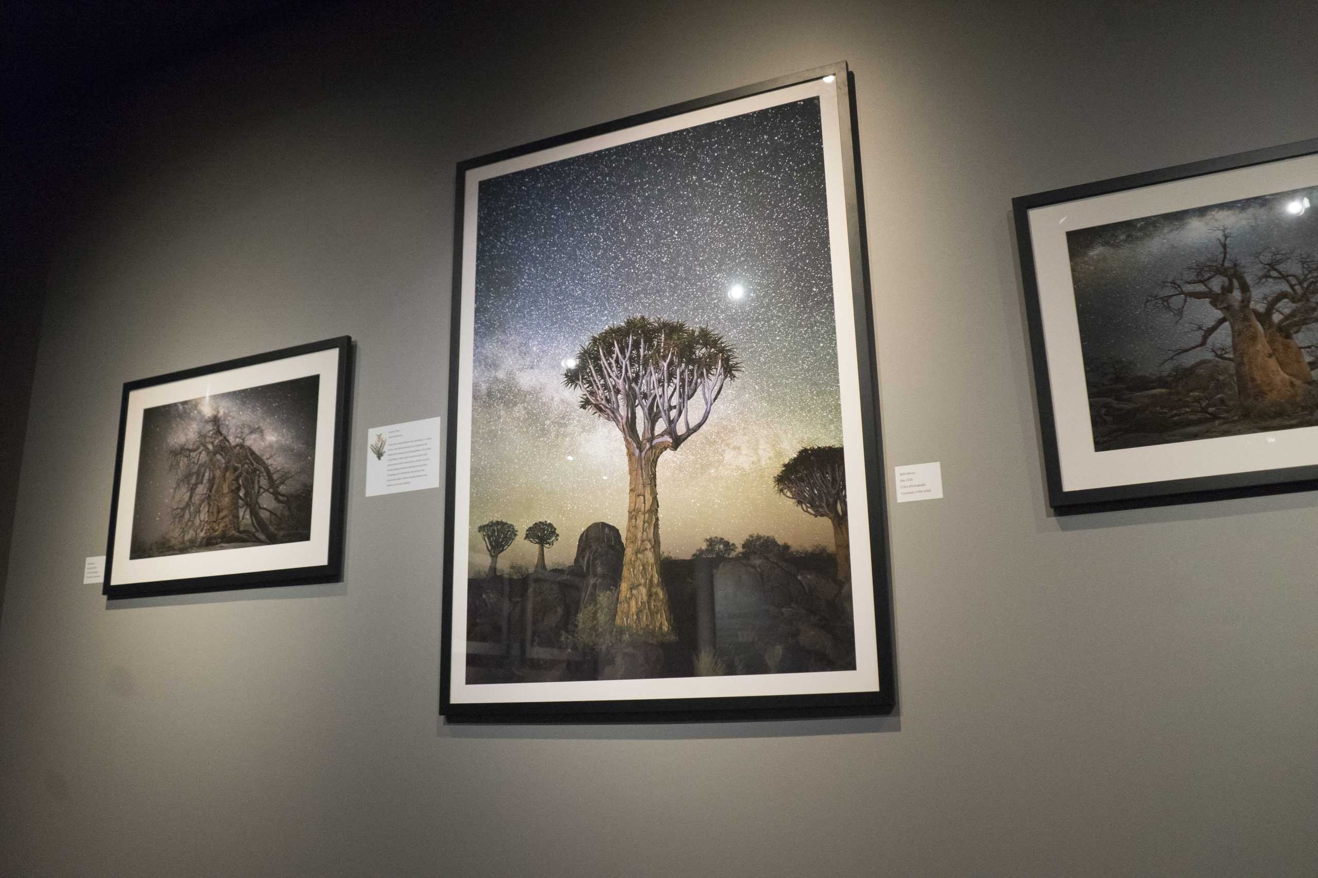 LASM displays Diamond Nights photography exhibit, connects trees to astronomy