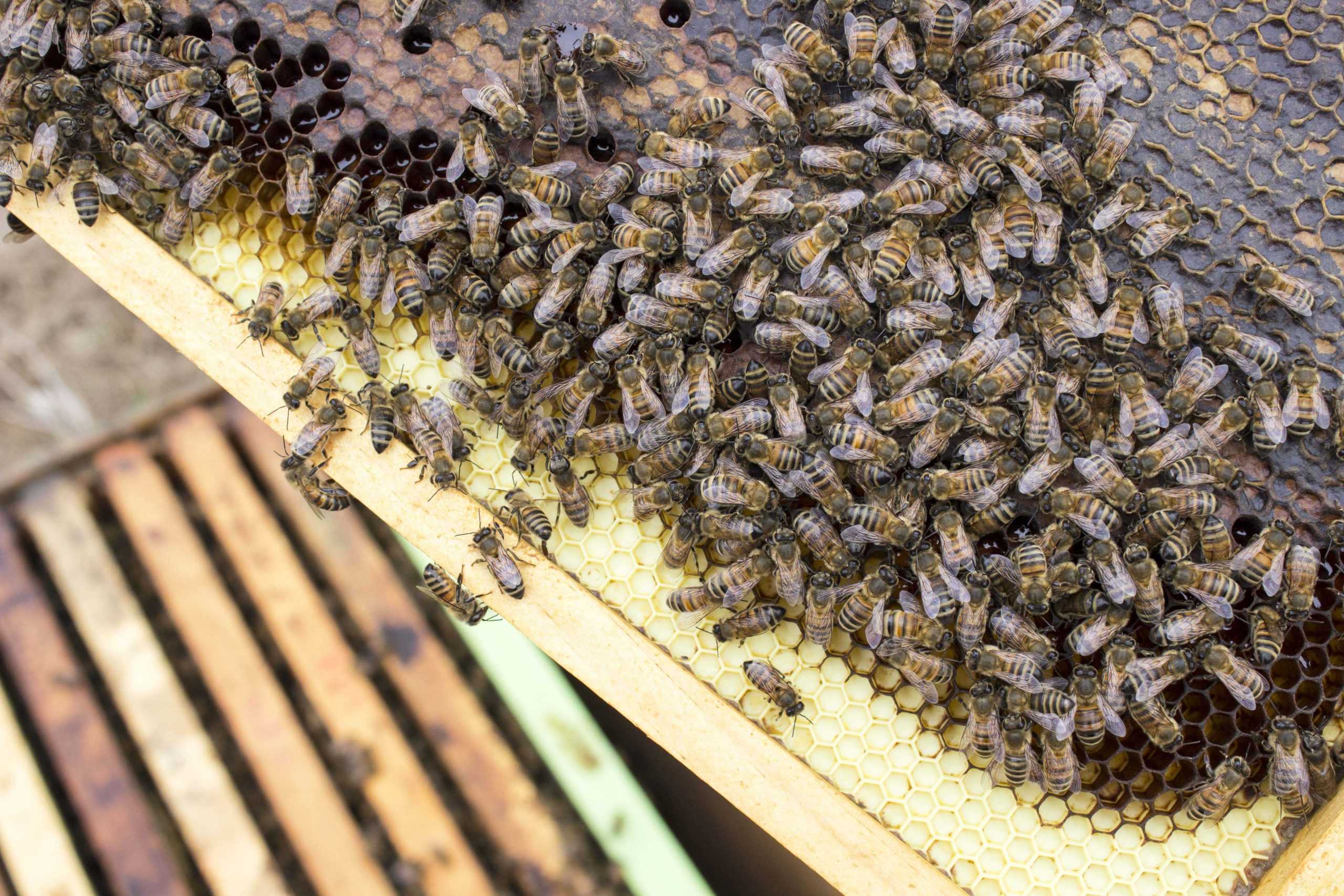 Local beekeepers work to fight honeybee extinction