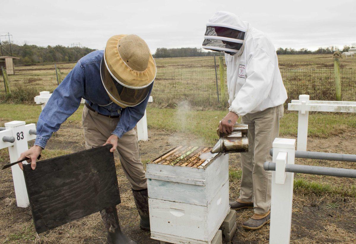 Smokers are used to calm the bees at the USDA Honey Bee Breeding, Genetics and Physiology Laboratory.&#160;