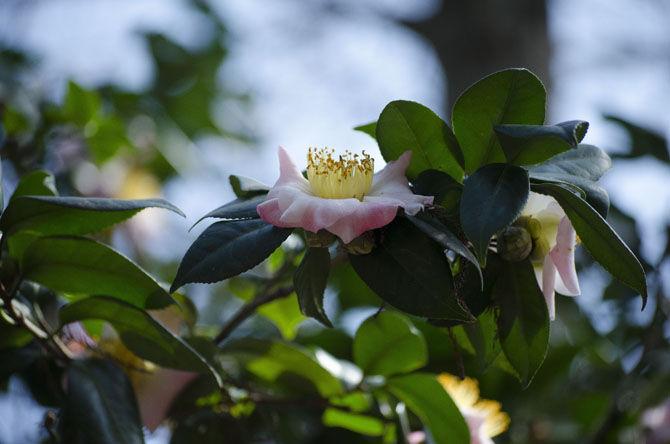 Burden Museum and Gardens holds grand opening for camellia collection