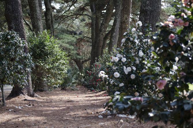 Burden Museum and Gardens holds grand opening for camellia collection