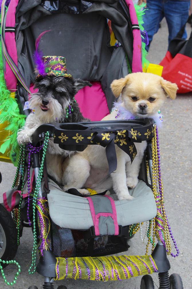 Krewe of Mutts connects community, fun for humans and pets