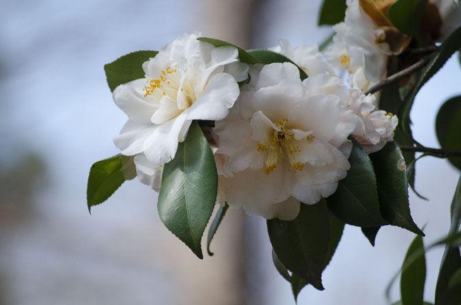 Japanese Camellia, Julia-France, grows in the Camellia Show on Monday, Feb. 13, 2017, at the LSU Rural Life Museum.