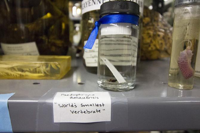 LSU researcher develops method to extract DNA from preserved extinct reptile specimens