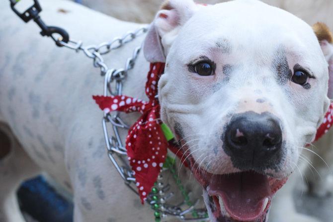 Krewe of Mutts connects community, fun for humans and pets