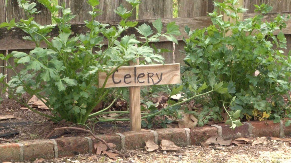 Community Garden