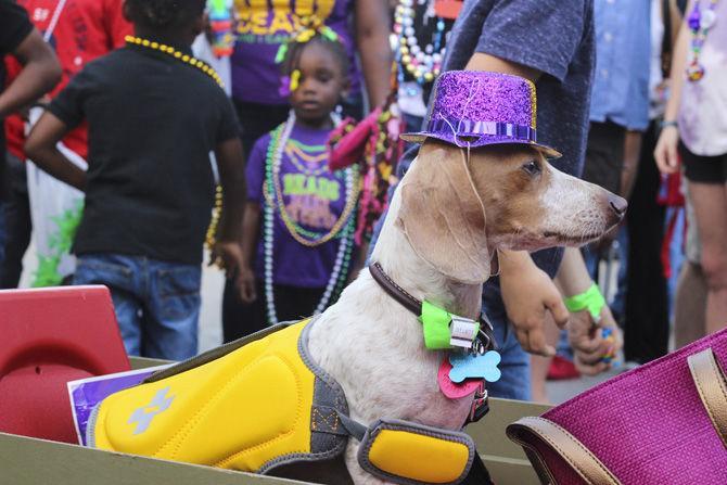 Krewe of Mutts connects community, fun for humans and pets