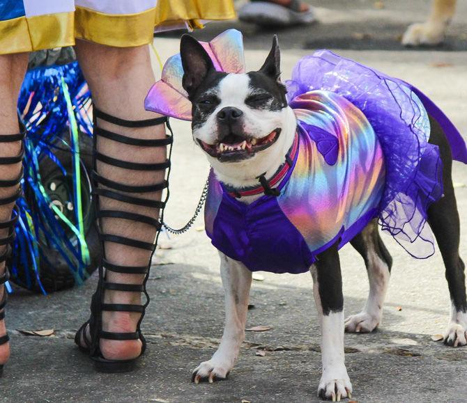 The CAAWS Mystic Krewe of Mutts parade runs on Sunday, Feb. 19, 2017, in Downtown Baton Rouge starting at Town Square.