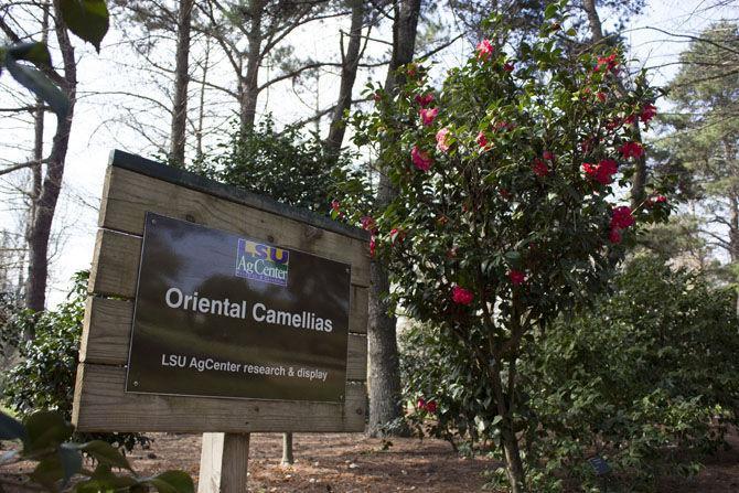 Burden Museum and Gardens holds grand opening for camellia collection