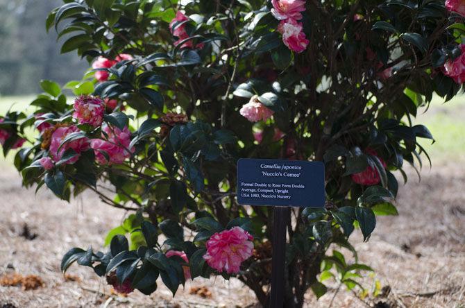 Burden Museum and Gardens holds grand opening for camellia collection