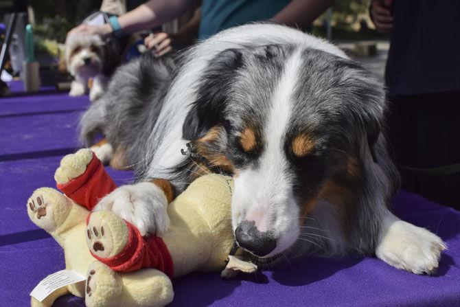 Agriculture Students Association hosts dog kissing booth for Valentine's Day