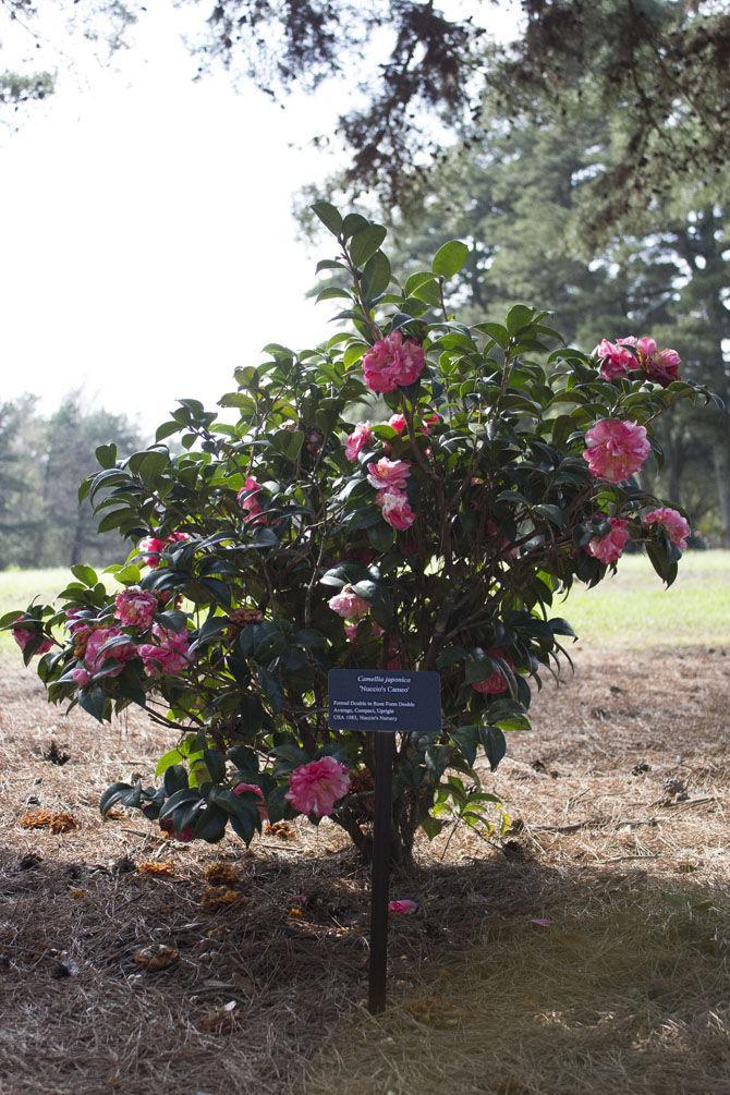 Burden Museum and Gardens holds grand opening for camellia collection