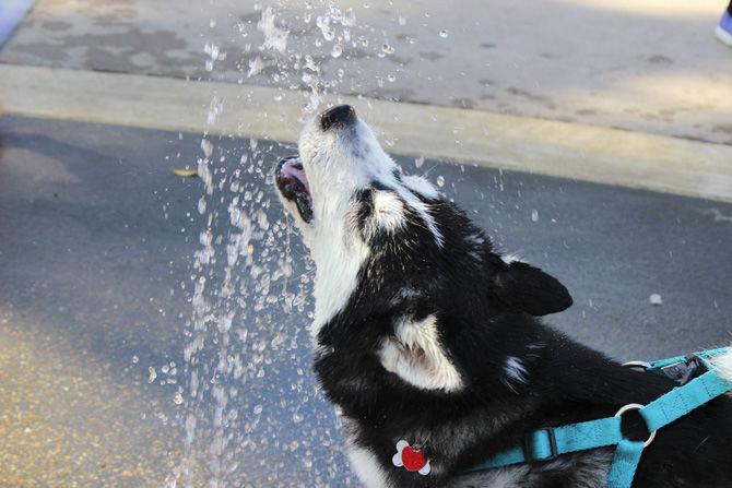 Krewe of Mutts connects community, fun for humans and pets