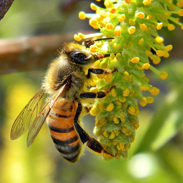 Without honey bees, we can see a detrimental change in the food industry.