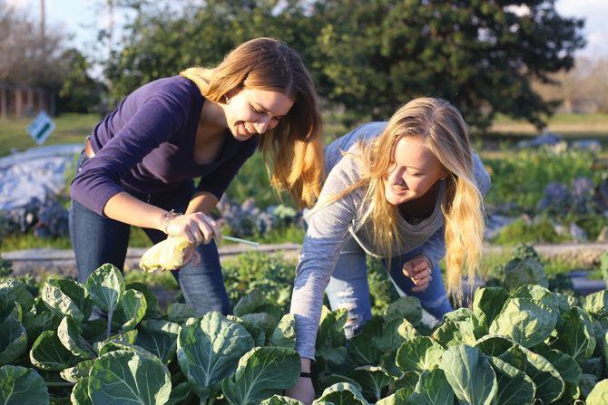 Homegrown: Sustainable farming, personal gardens allow students to eat locally