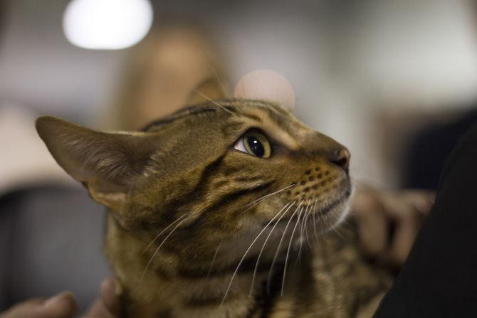 Greater Baton Rouge Cat Show featured over 200 cats, encouraged adoption