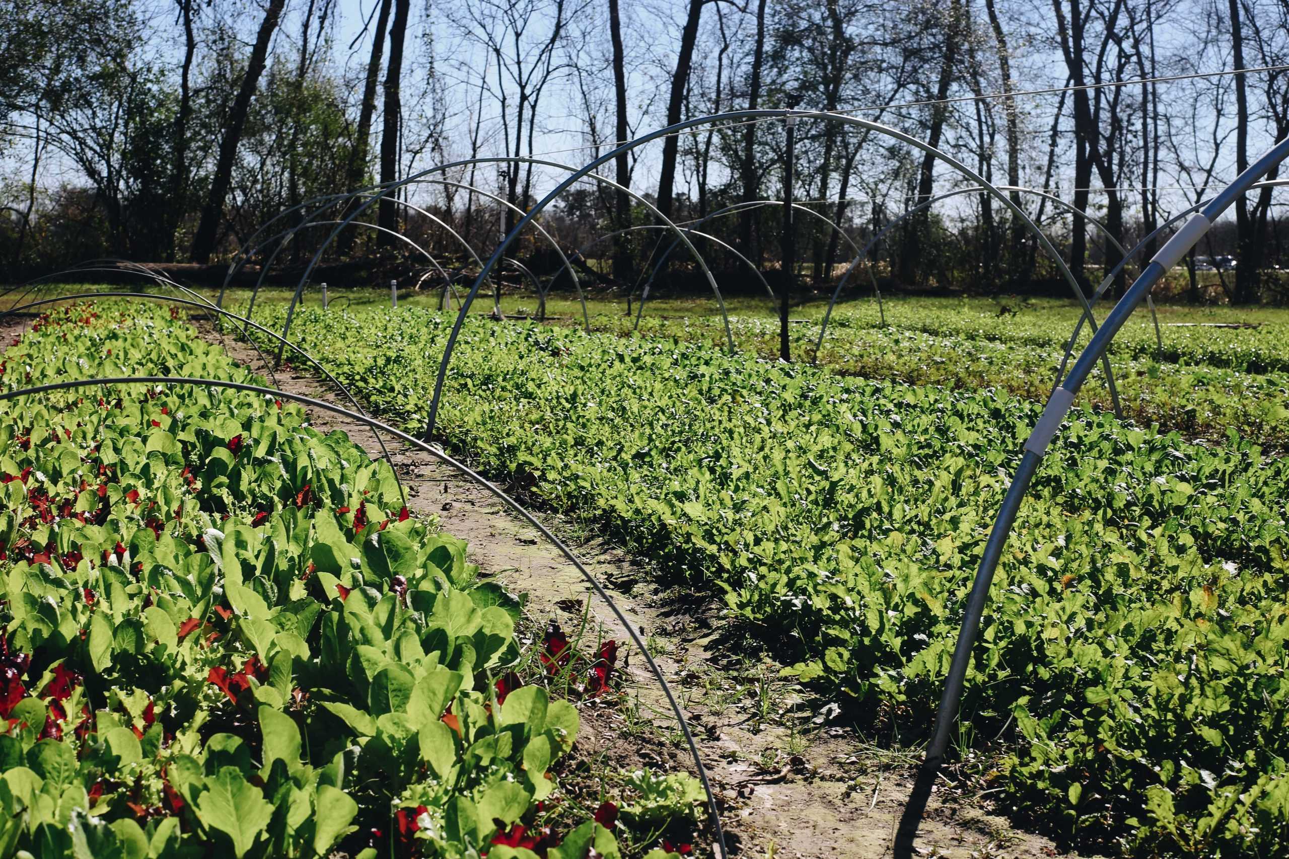 Homegrown: Sustainable farming, personal gardens allow students to eat locally