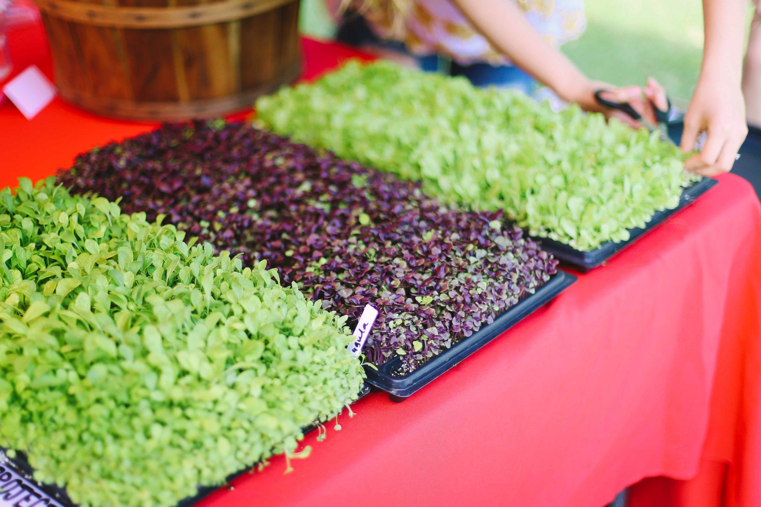 Students grow, sell produce in Hill Farm farmer's market