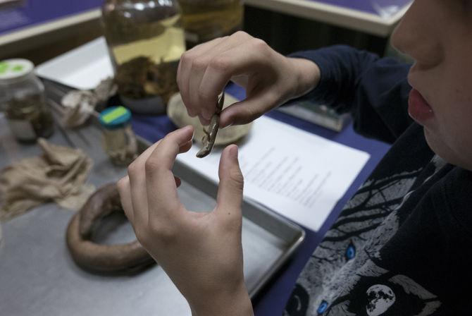 LSU Museum of Natural Science hosts "Night at the Museum" event