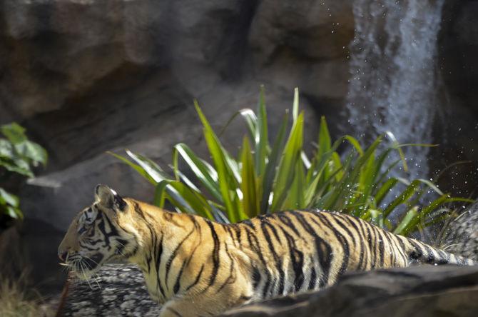 LSU to hold Mike VII welcome event