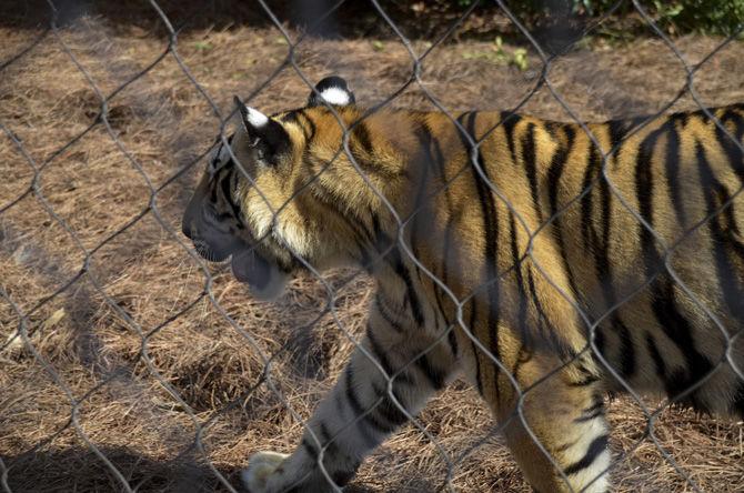 LSU to hold Mike VII welcome event