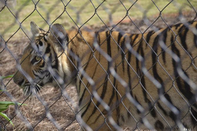 The newly introduced Mike VII enjoys his new tiger habitat on Monday, Aug. 21, 2017.