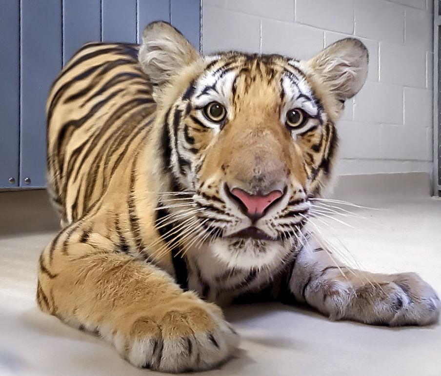 LSU welcomes potential Mike VII to campus