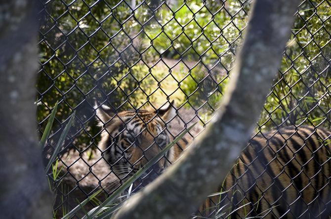 LSU to hold Mike VII welcome event