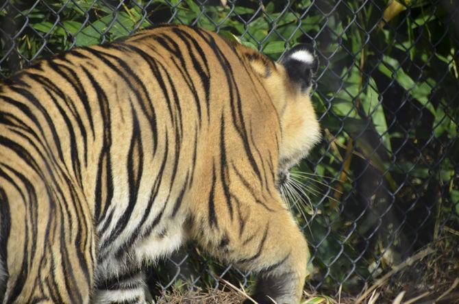 LSU to hold Mike VII welcome event