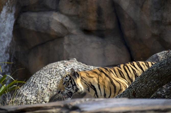 LSU to hold Mike VII welcome event