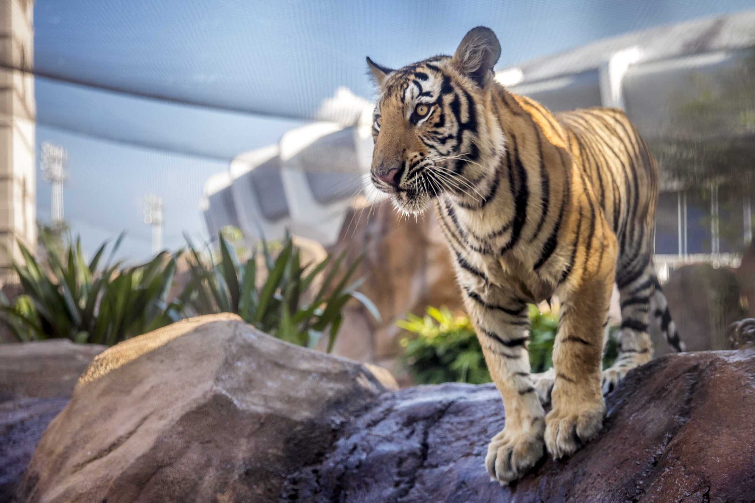 Strutting around his new habitat, Harvey officially becomes Mike VII