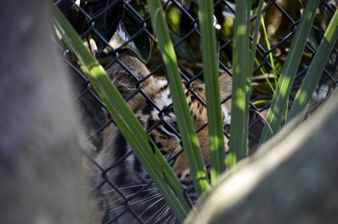 LSU to hold Mike VII welcome event