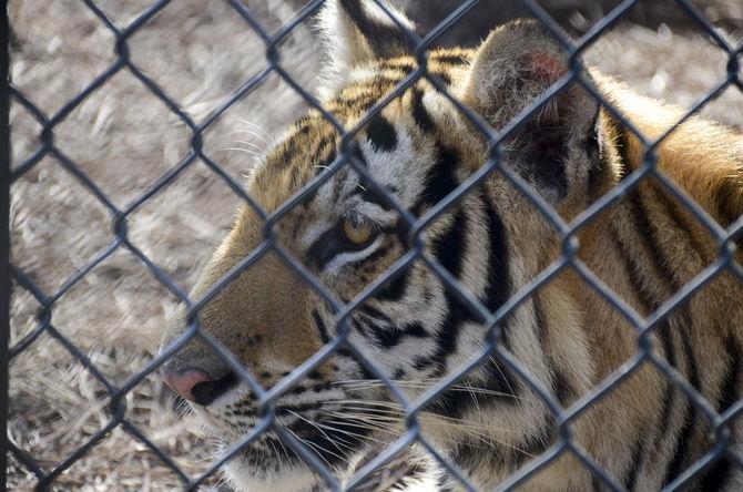 LSU to hold Mike VII welcome event