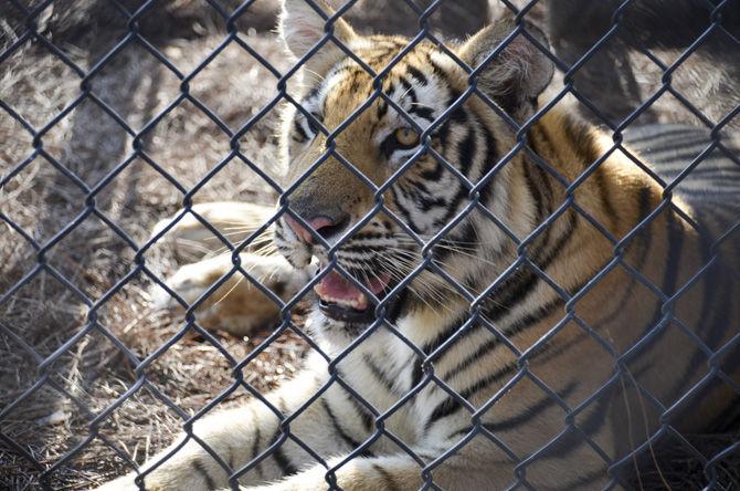 LSU to hold Mike VII welcome event