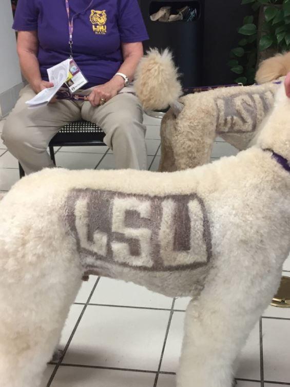 Opinion: LSU should implement more pet therapy sessions