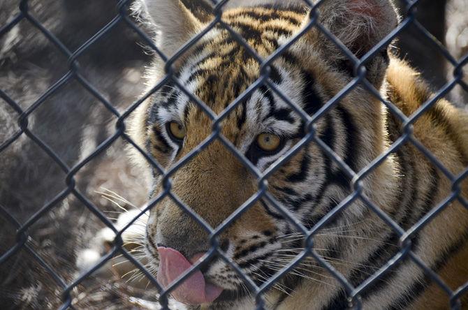 The newly introduced Mike VII enjoys his new tiger habitat on Monday, Aug. 21, 2017.