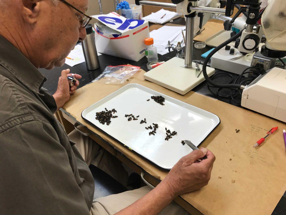 LSU AgCenter employee examines mites found on bees on Aug. 22.