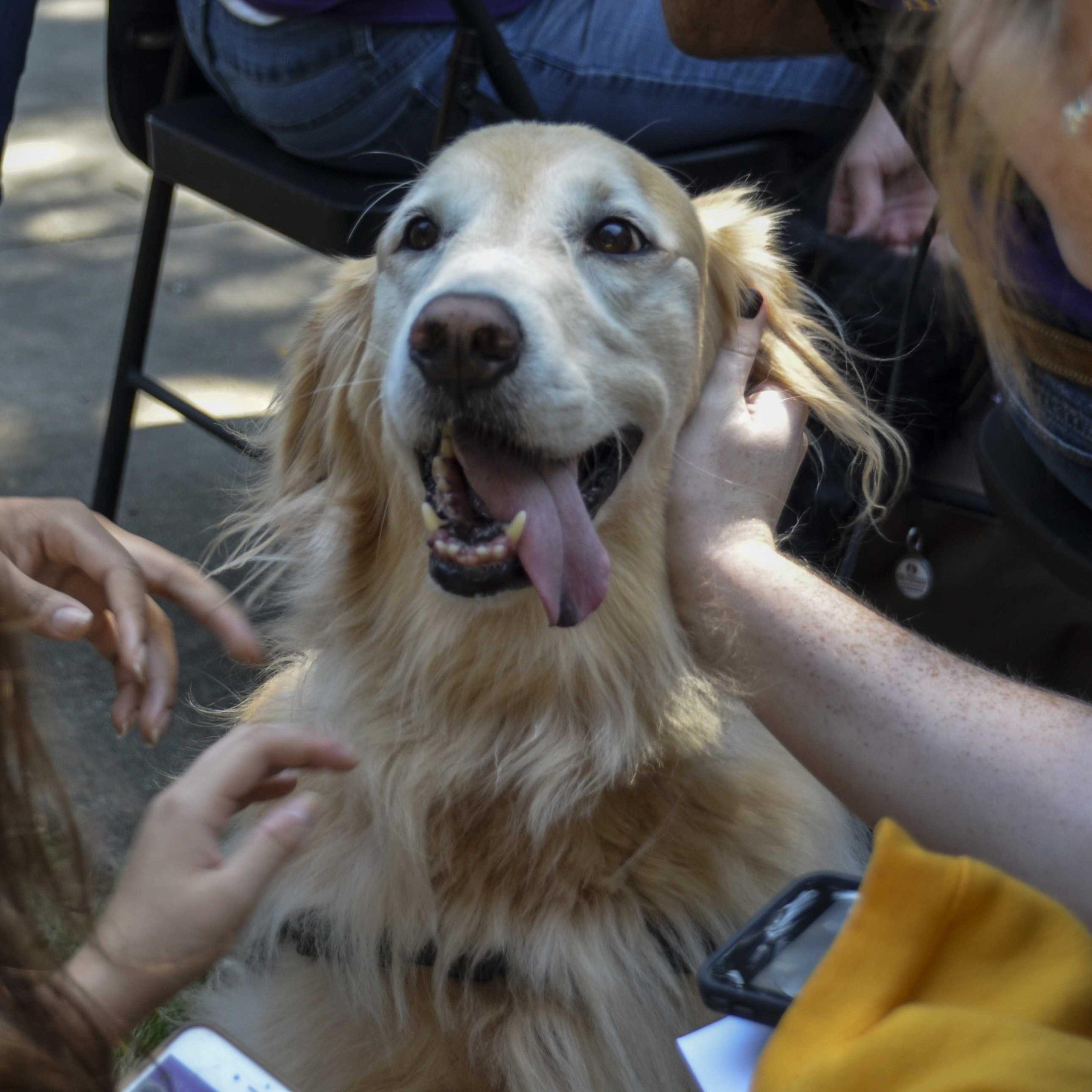 LSU Tiger HATS demonstrates benefits of human-animal interaction