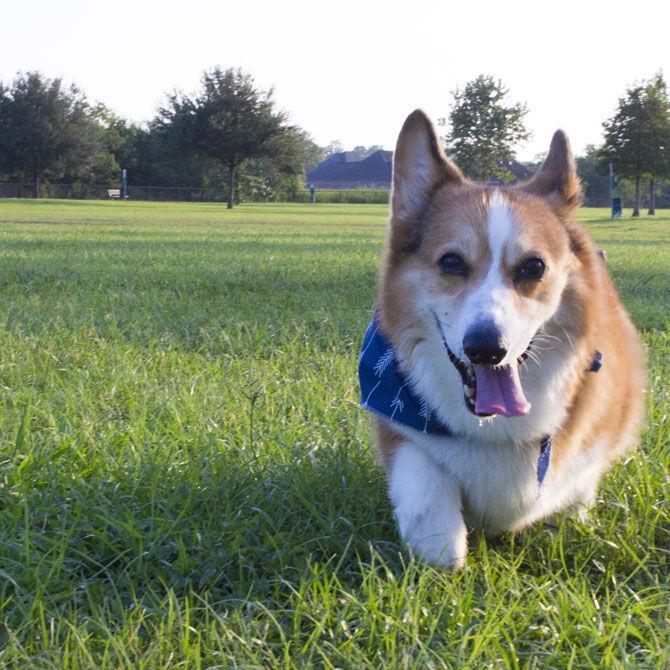 Veterinary school students find camaraderie in corgi club