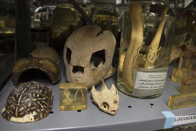 Specimens sit on shelves in the basement of Foster Hall on Tuesday, Sept. 5, 2017.