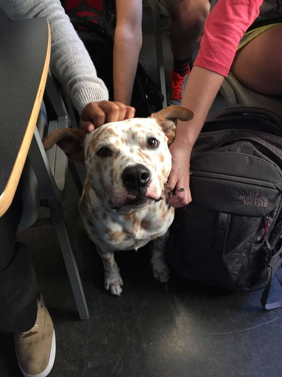 English class helps local pets get adopted