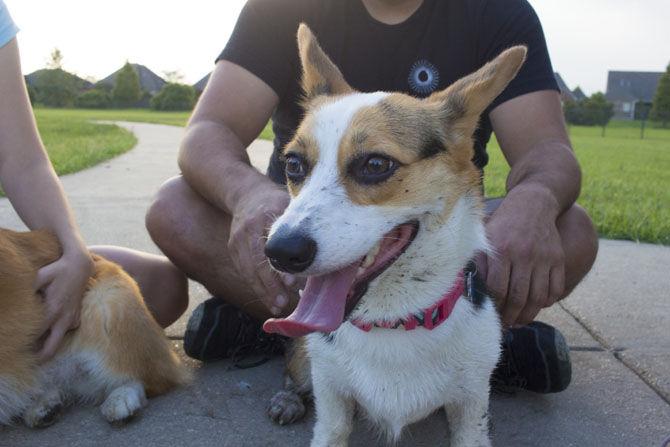 Veterinary school students find camaraderie in corgi club