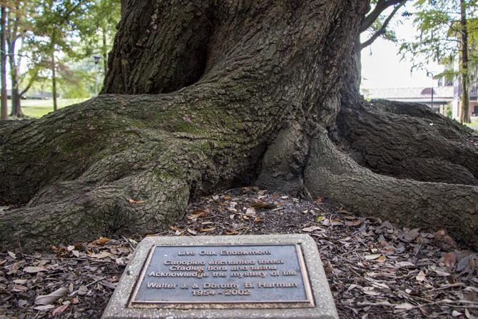 LSU 'Endow an Oak' program aims to preserve beauty of campus