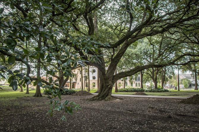 Live oak trees sit in the Enchanted Forest behind the Greek Theater on Tuesday, Sept. 26, 2017.